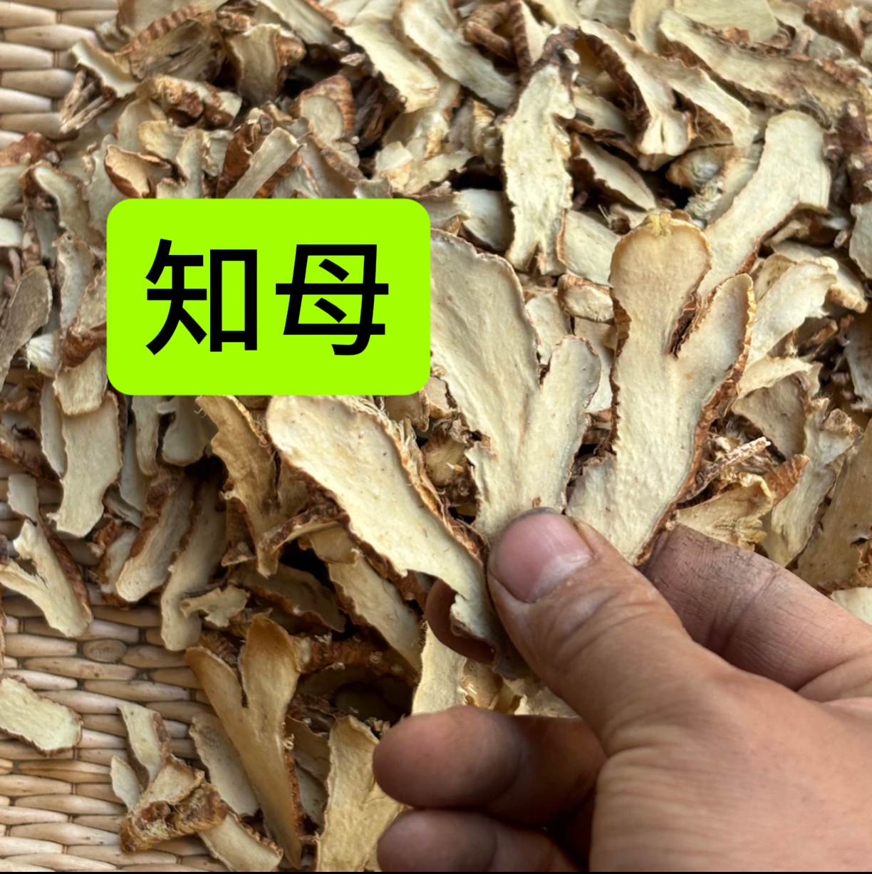 知母 河北知母 知母片非种植的已切片 