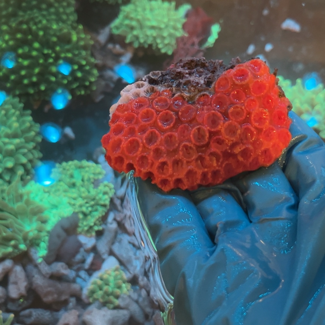 G***.奶嘴海葵太阳花22222