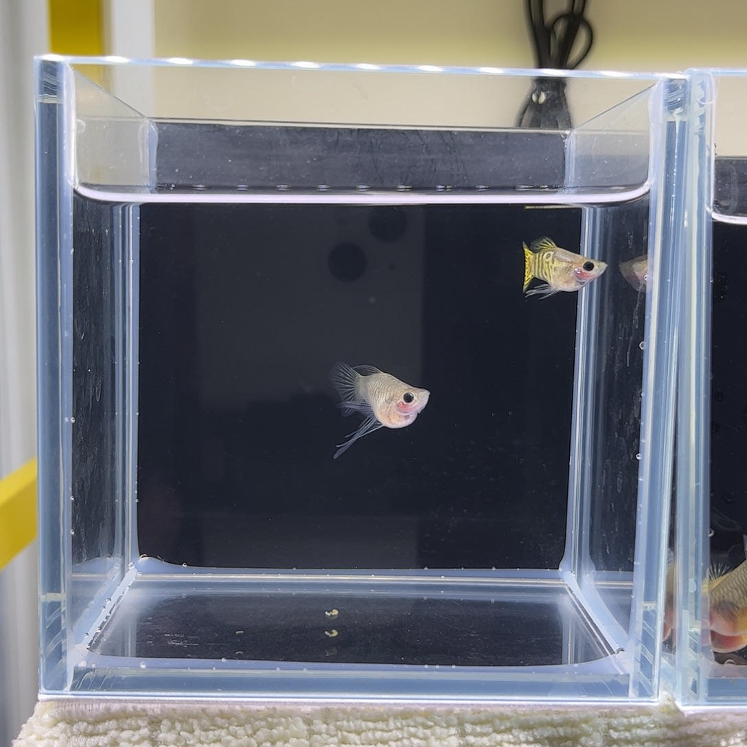 海水鱼黑金雷丝大C球1公1母