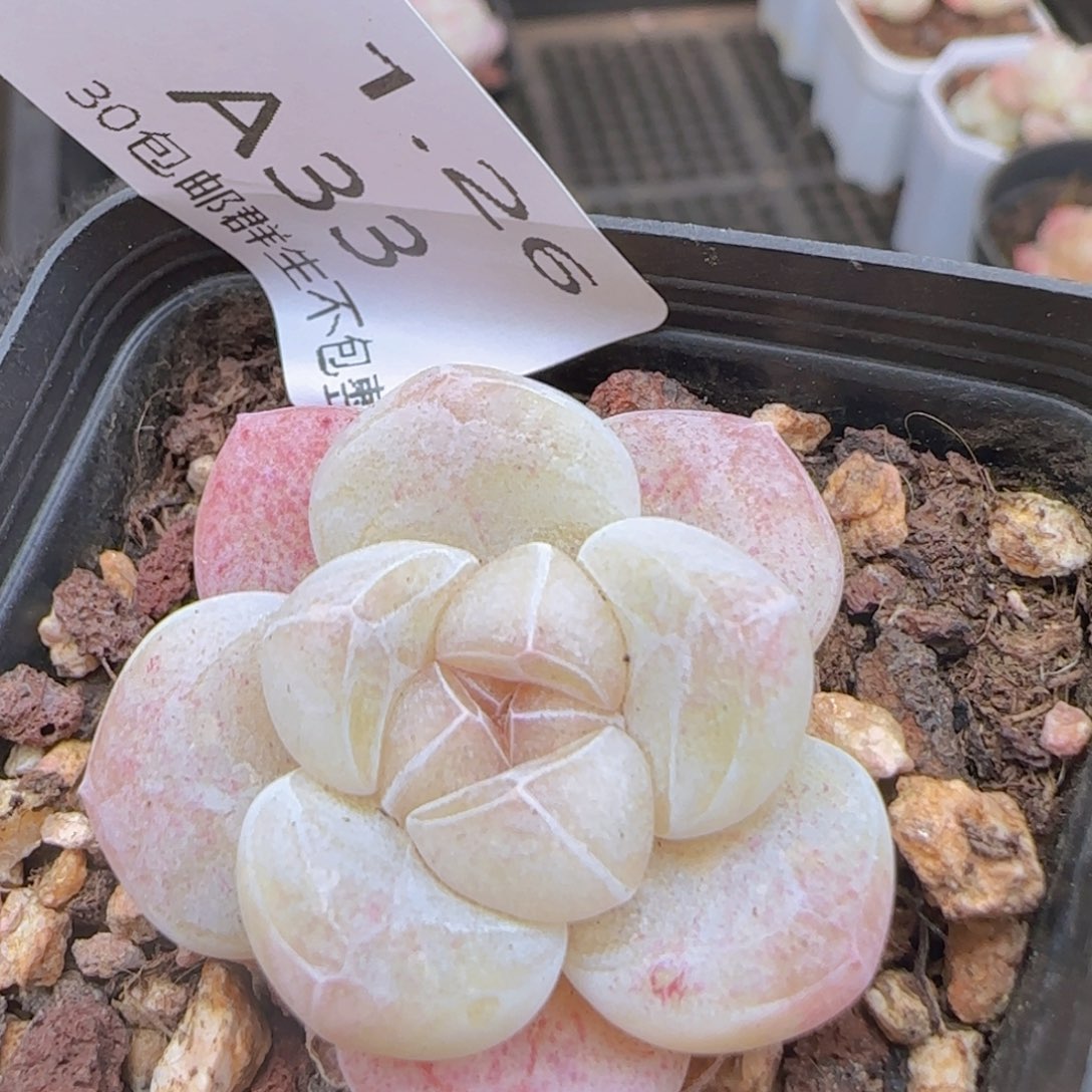 糖心冰玉一颗脱土