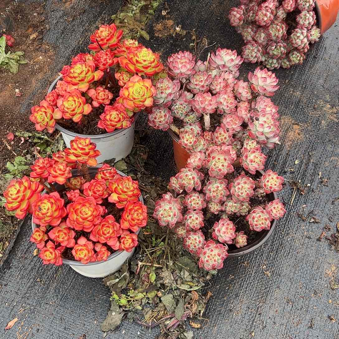 蓝苹果蒂亚混装4棵发货