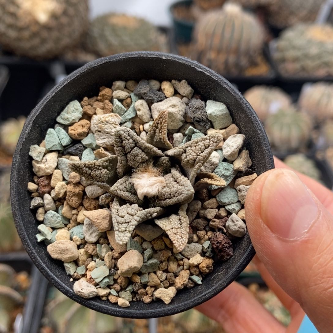 辛顿牡丹1111111111111