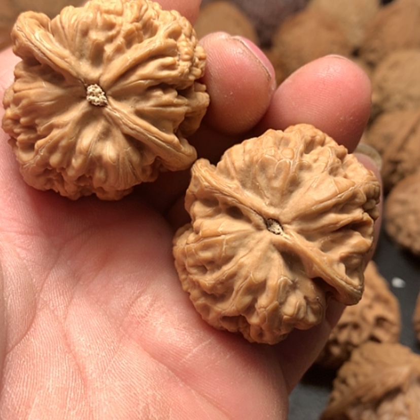 【闪购商品】骑***?大粗筋