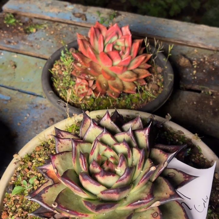 一颗乌木 一颗菩萨玛利亚  25