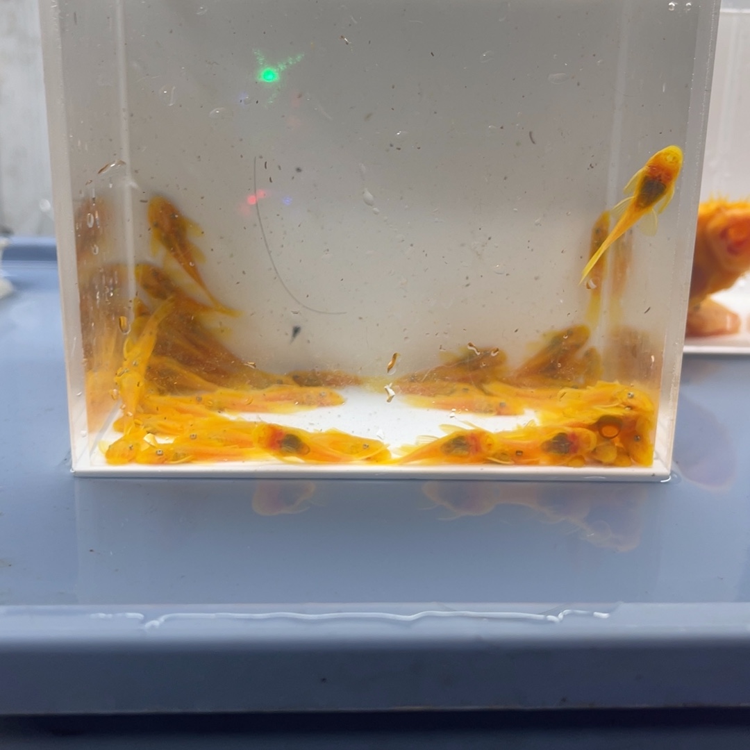 清道夫鱼小胡子50条