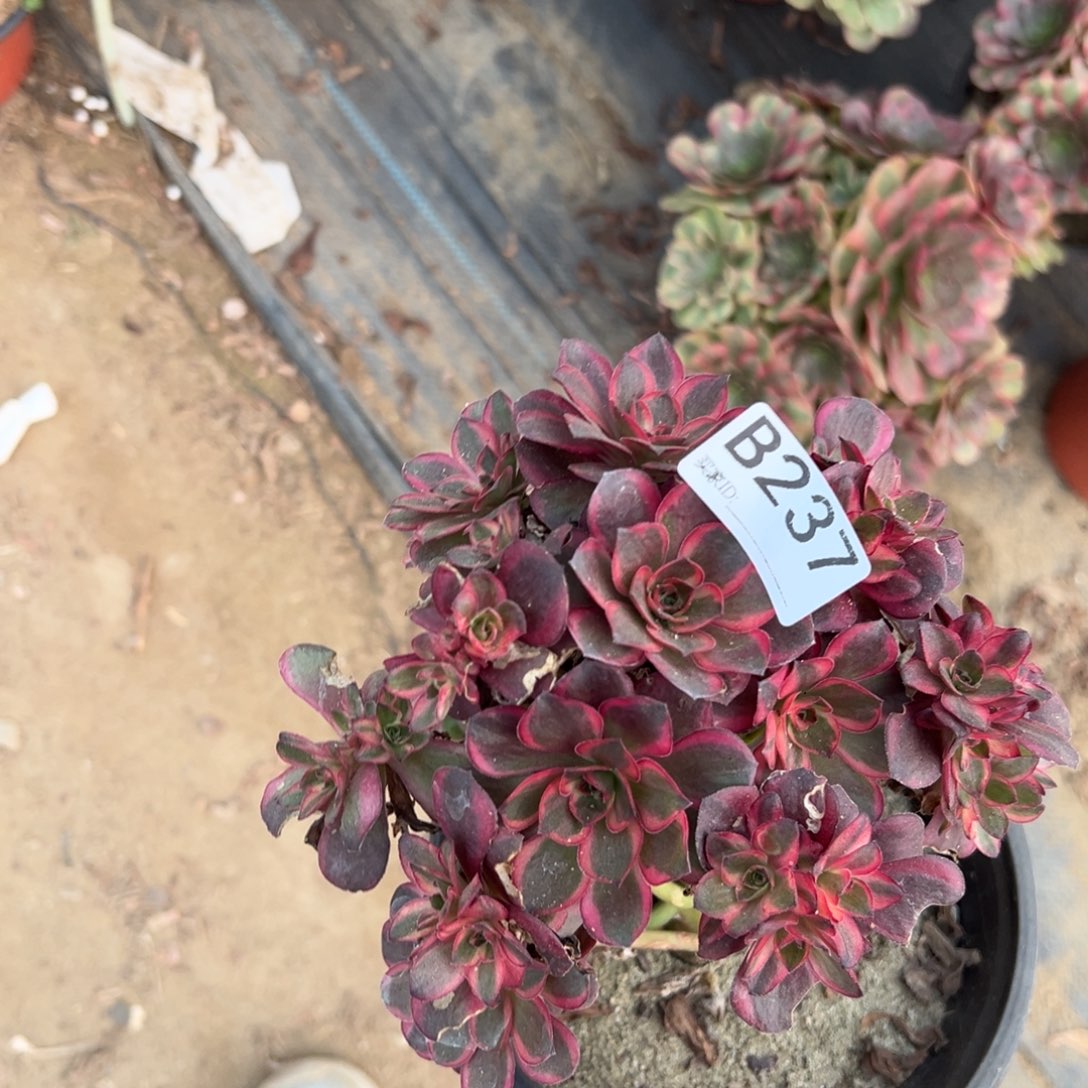 波***姐237纳福多肉植物法师多肉