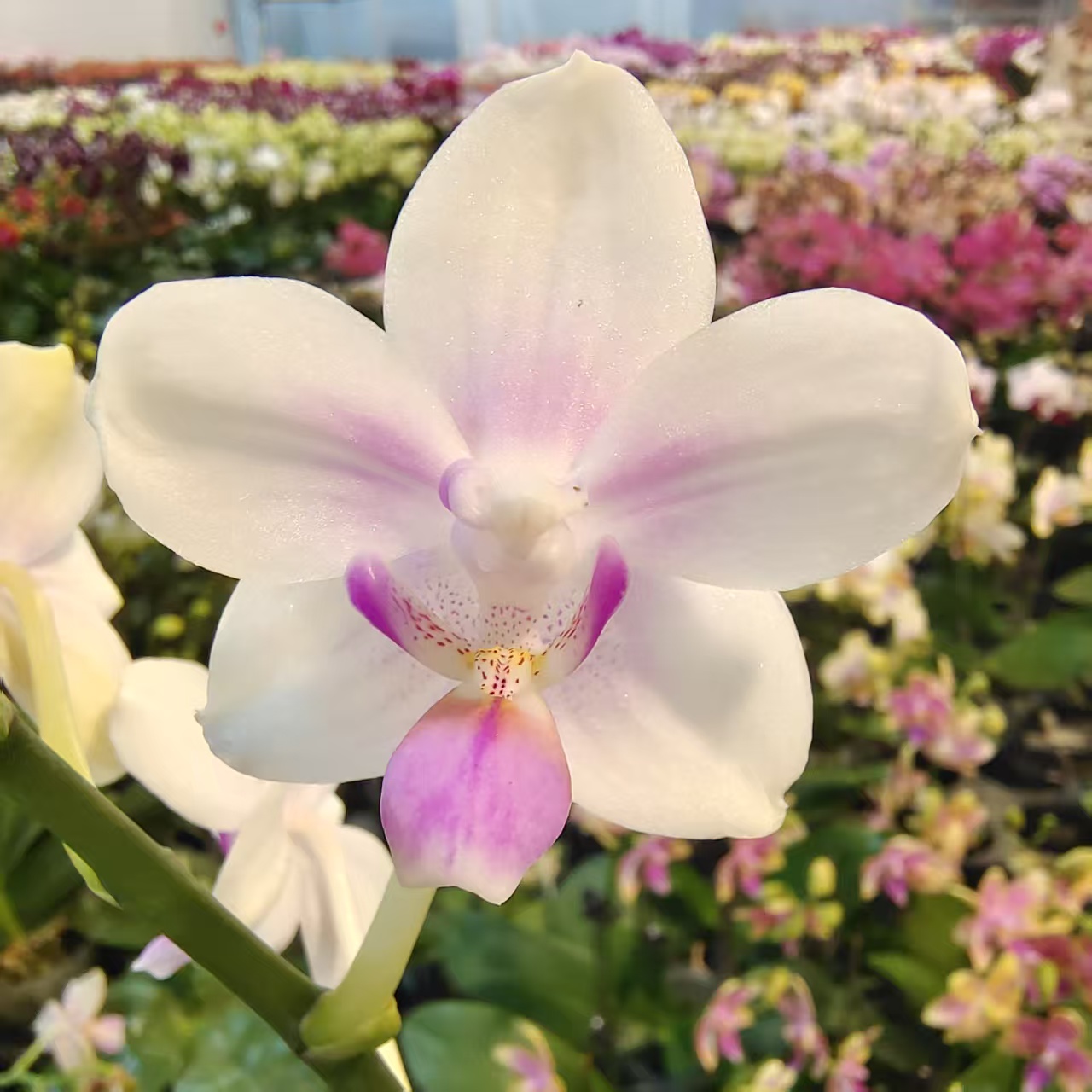 蝴蝶兰【香雪兰】小花型 带花发货 桌面款 室内高端花卉