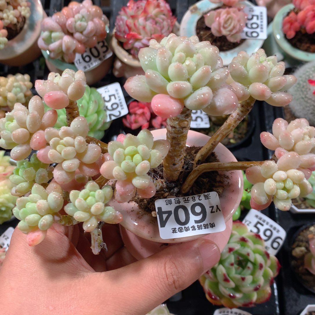 5CM拇指盆精控多肉YZ604