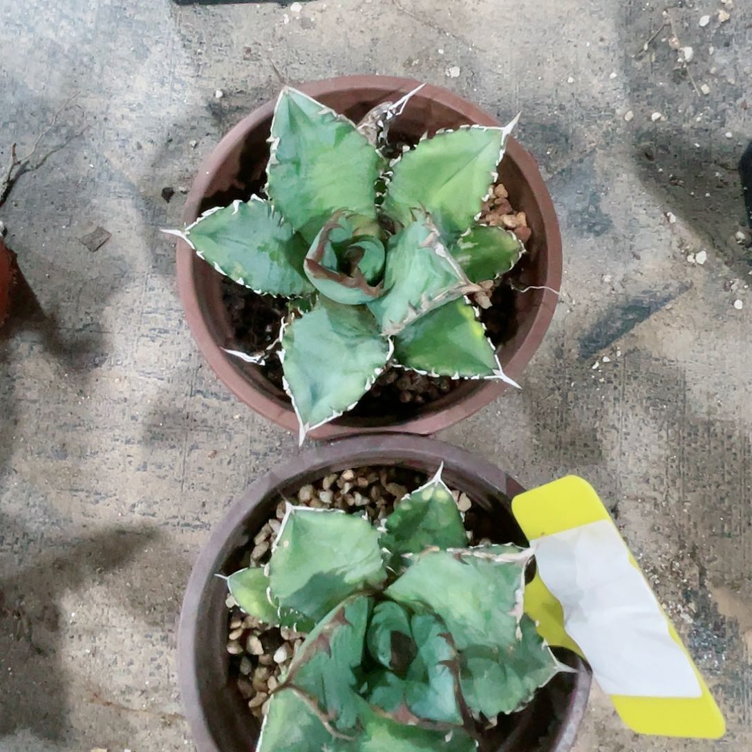 南霸王小苗龙舌兰包邮