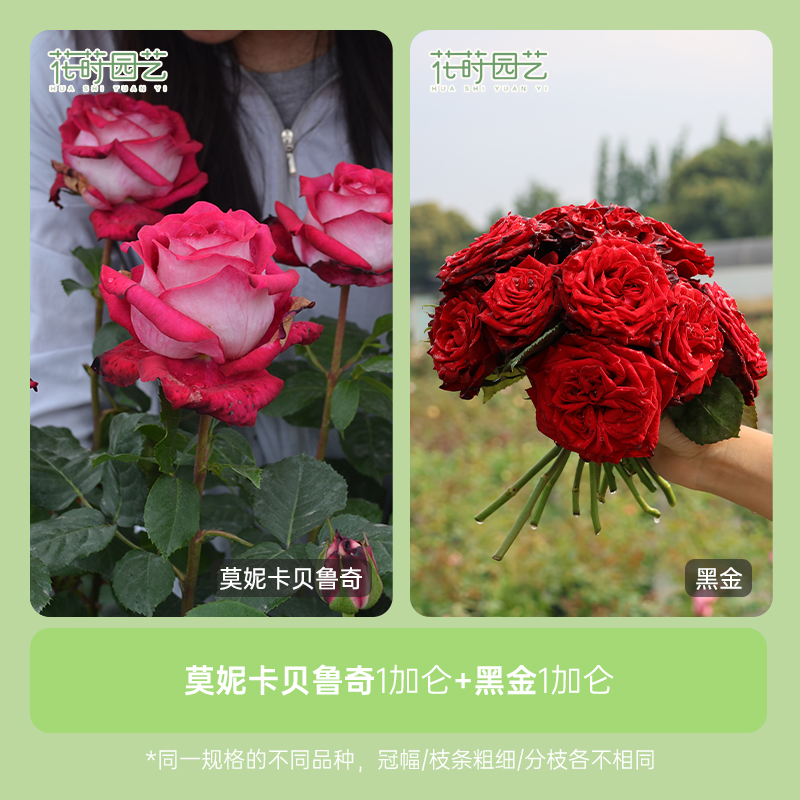 花莳园艺 1加扦插【莫妮卡贝鲁奇+黑金】组合月季花苗植物