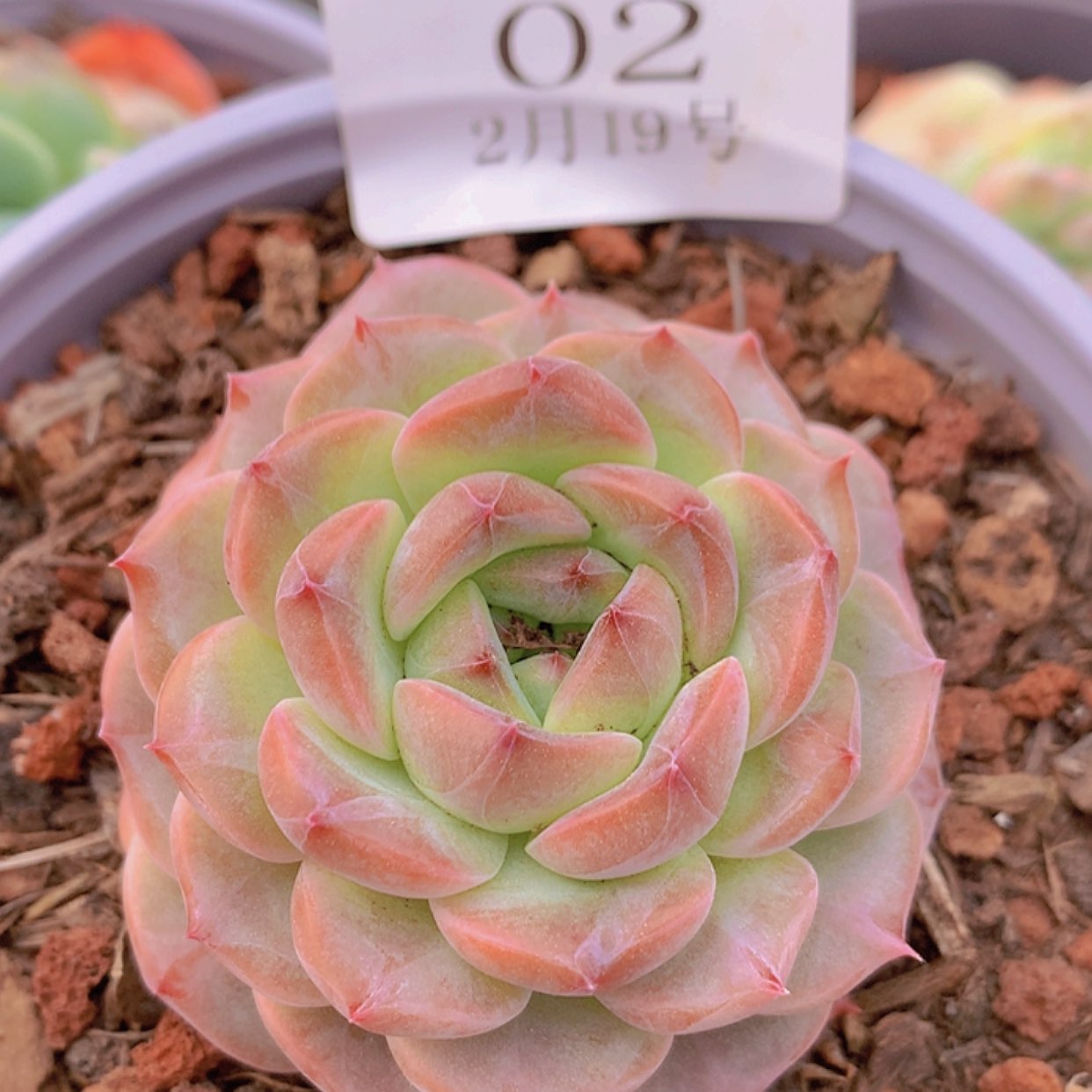 【闪购商品】云02号