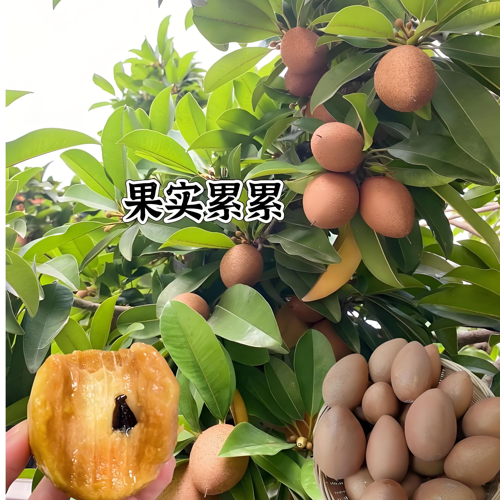 人心果苗带土猴面包树带叶可庭院阳台盆栽水果苗