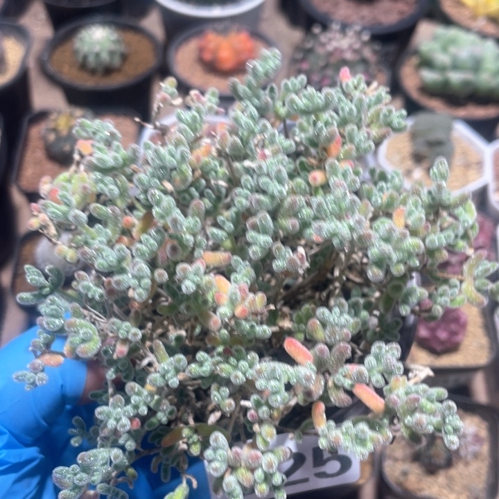 625冰晶枝干大盆