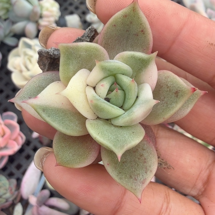 湖花脸锦 一个多肉锦 