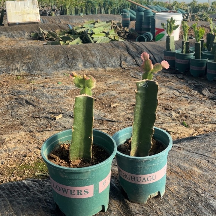 花***姐8号086，0000000000