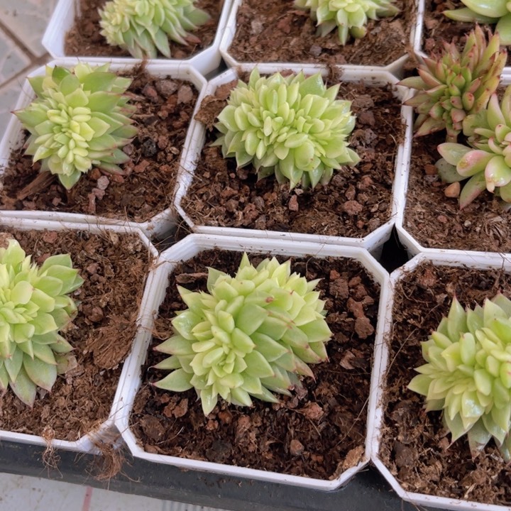 乌木杂锦缀多肉植物687