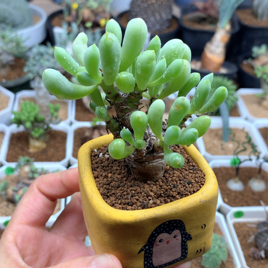 卡拉菲厚敦菊脱土多肉