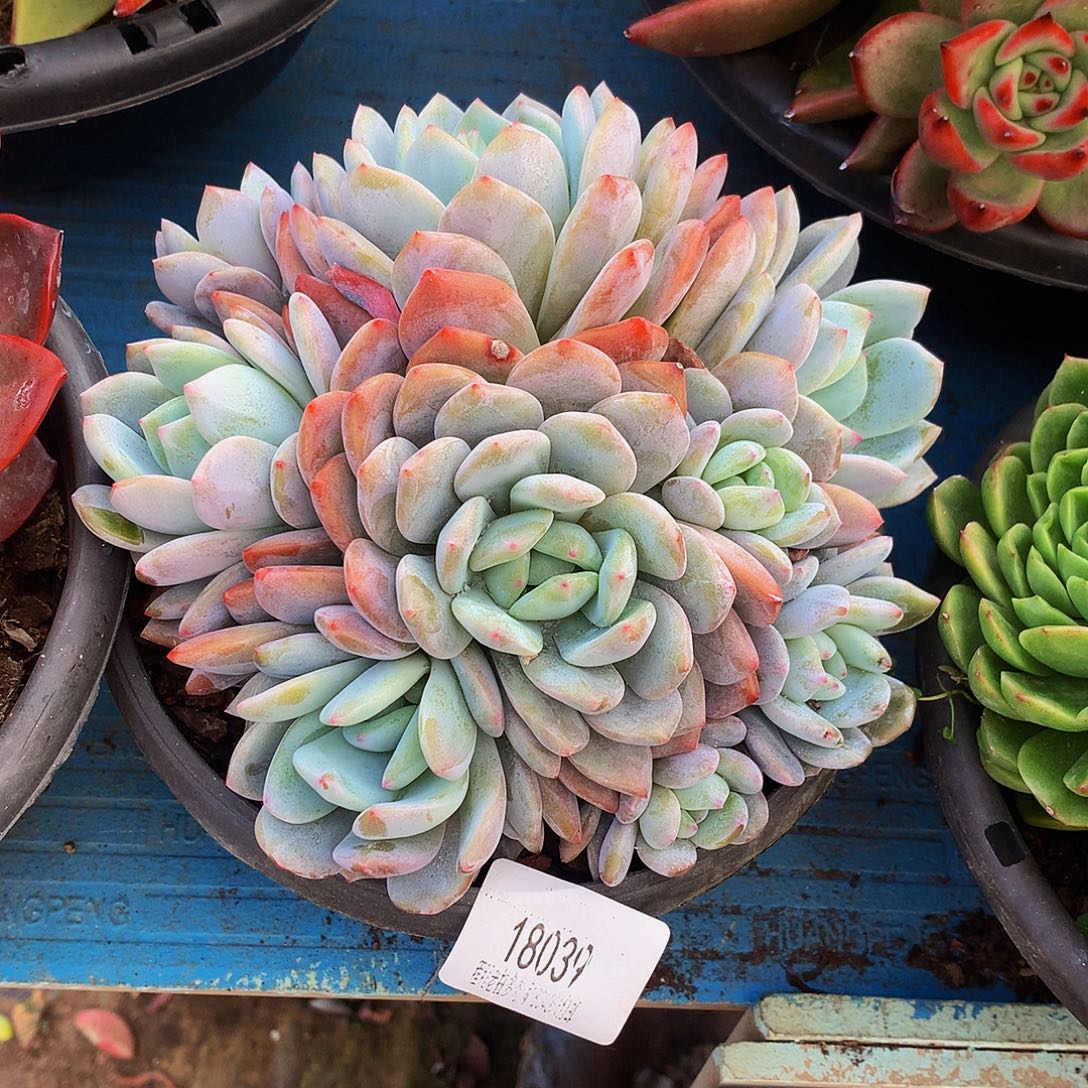 繁***锦橙梦露18039多肉多肉