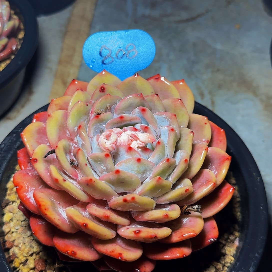 大单头橙梦露808号一物一拍