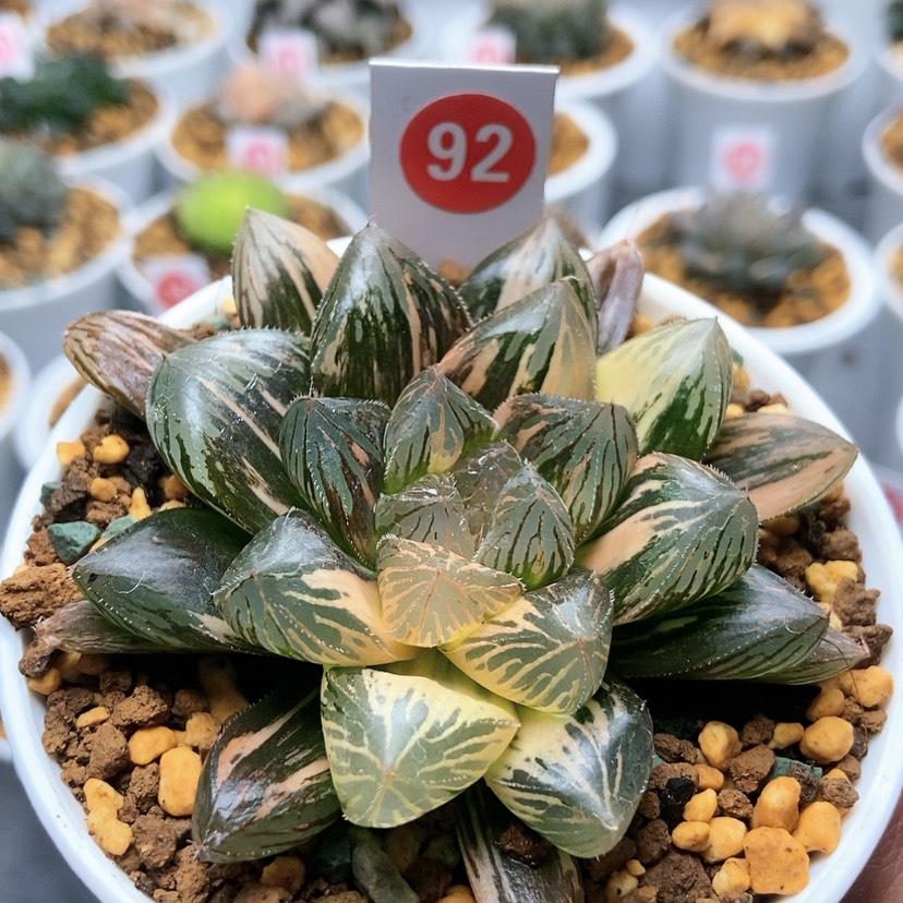 【闪购商品】92胭脂锦