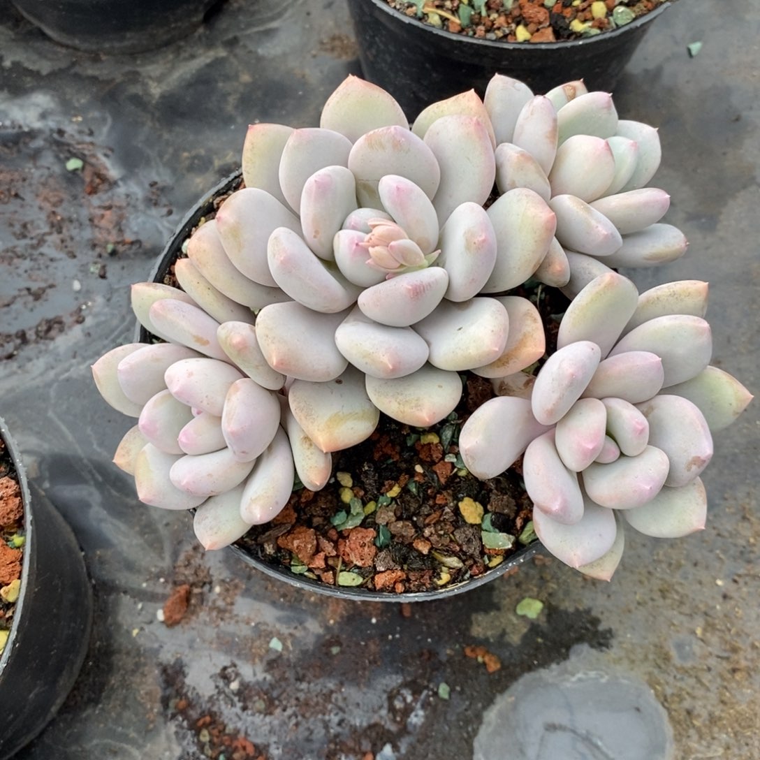 自然群美人系列，12464664