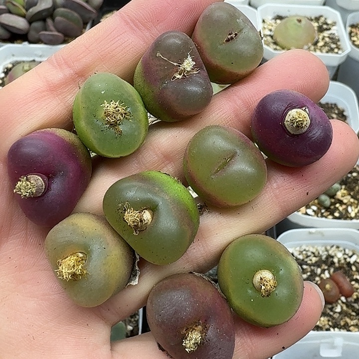 老马生石花彩毛2102