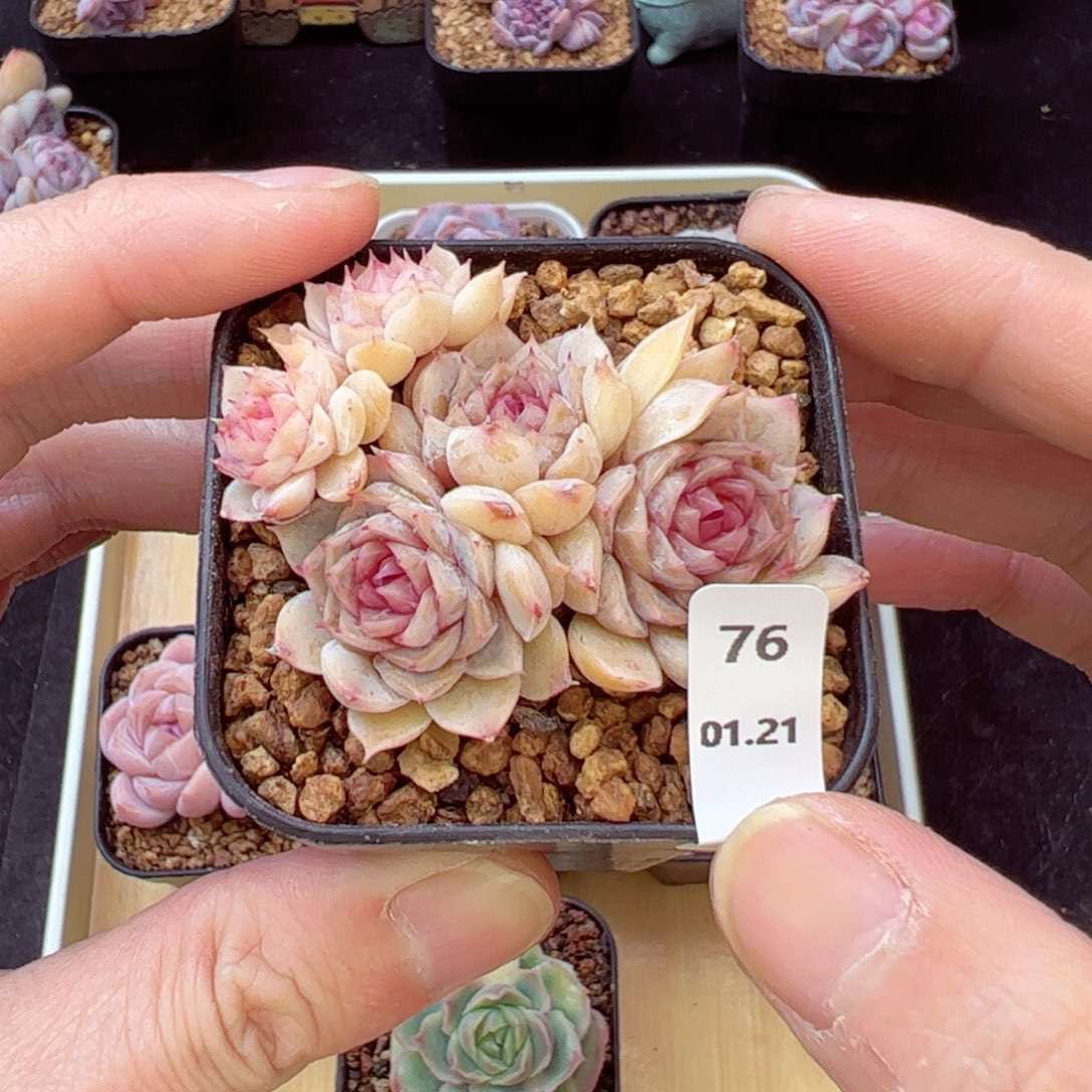 玛丽贝尔76、哈哈哈哈