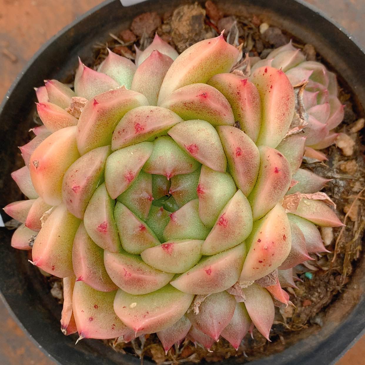 【闪购商品】云31号