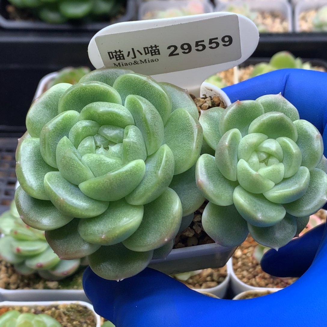 犯***狗多肉植物杂交珍妮