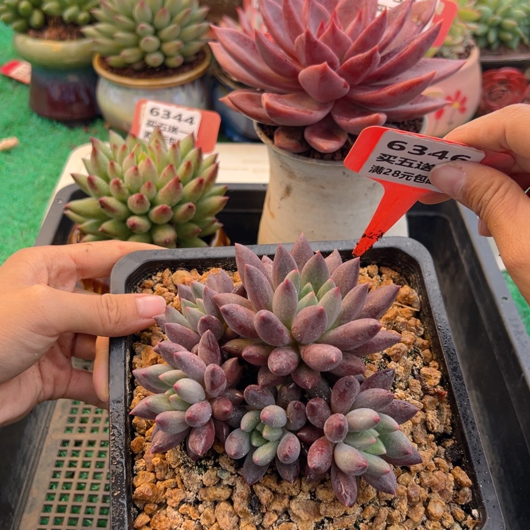 表妹精品多肉植物6346.