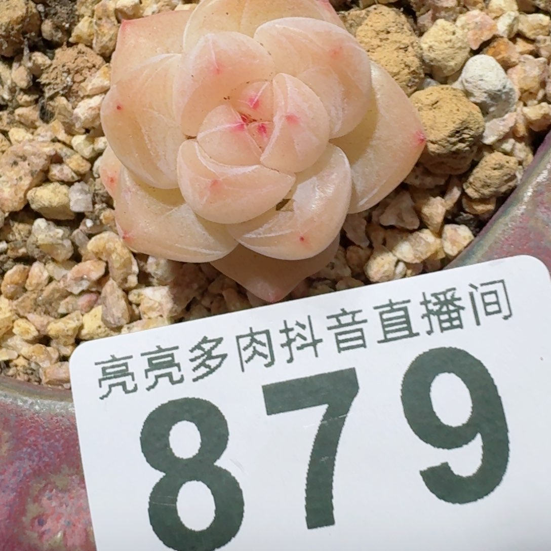 福利玉玺         精品多肉