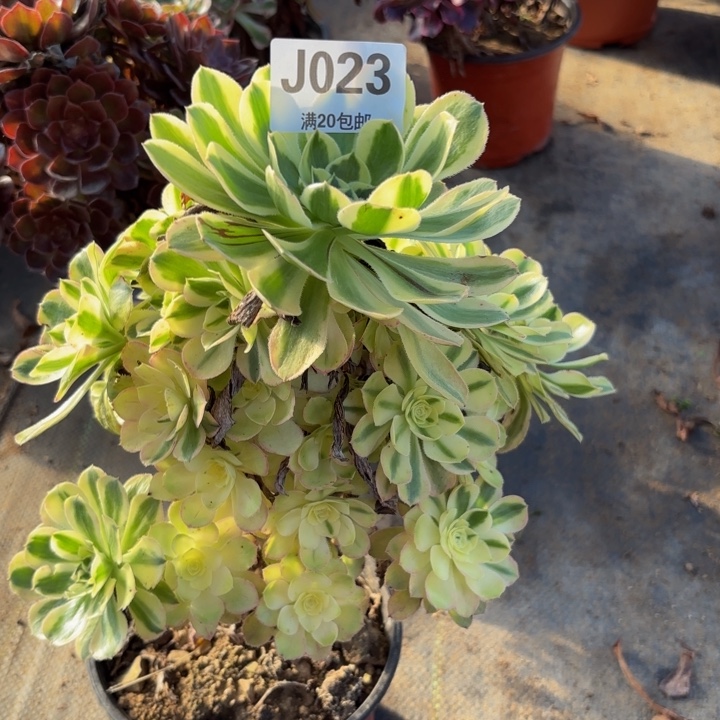 瑞妈多肉植物023，