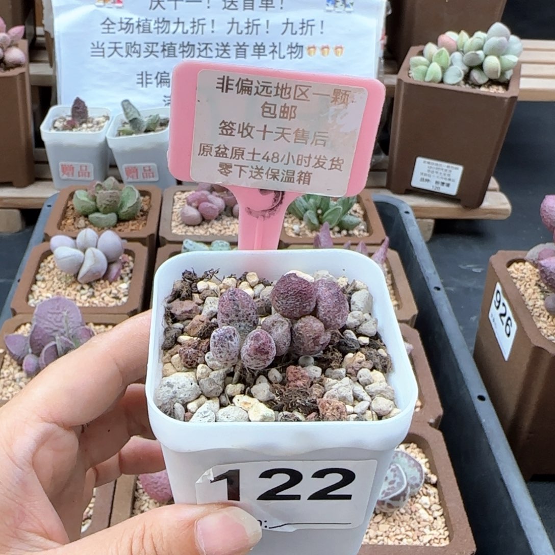 122蜜桃格林多肉植物