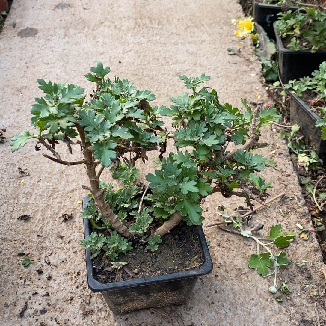 静***）无花朵盆景盆景盆景25