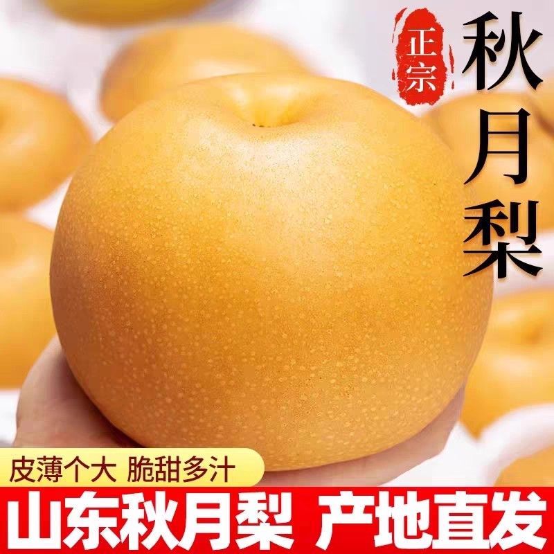 正宗秋月梨现摘冰糖山东梨子当季新鲜水果薄皮多汁批发包邮整箱D