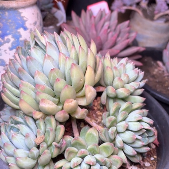 莫**?多肉植物的生长