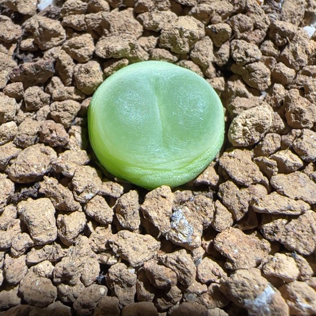 肉锥多肉植物组合-sh1200拉登1428