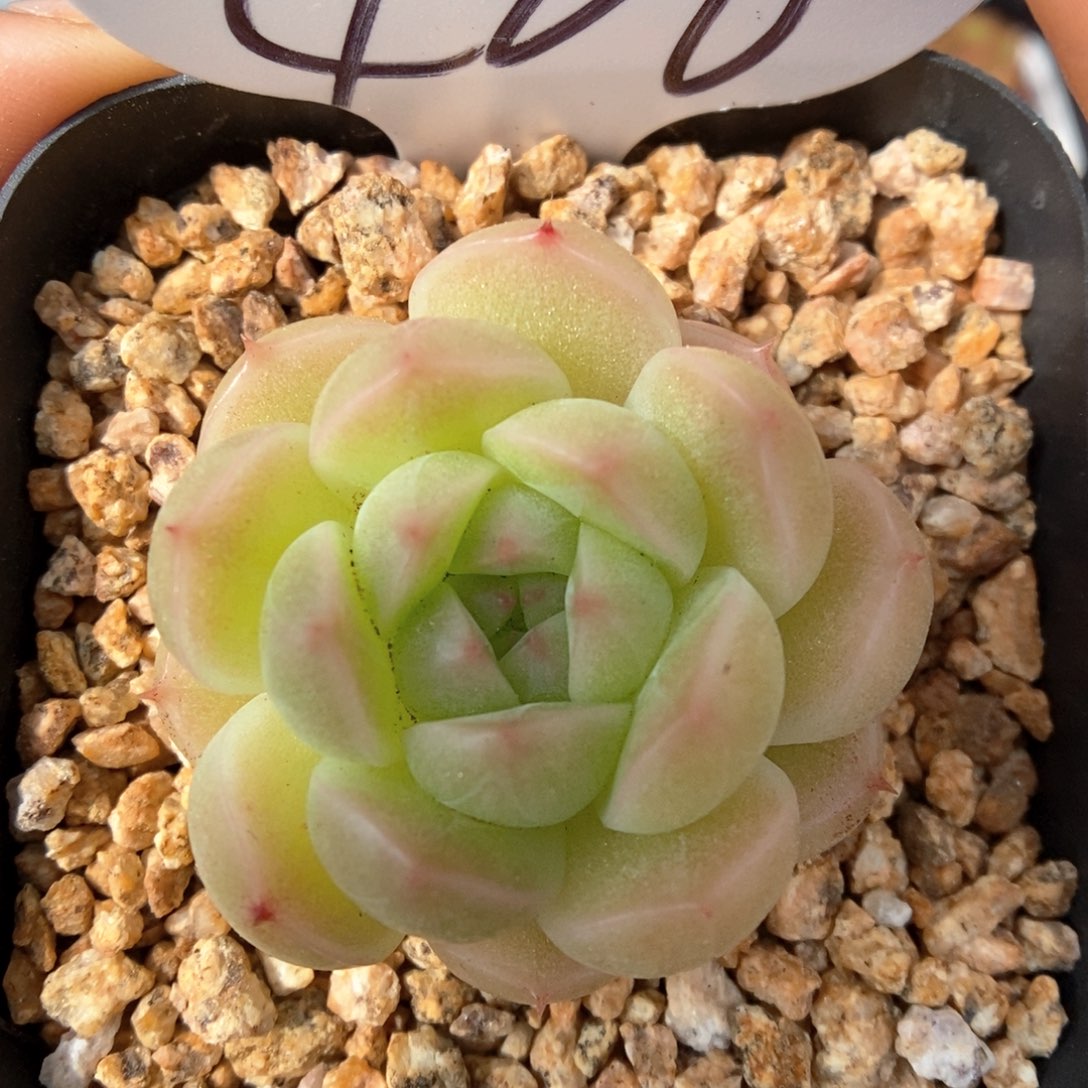 油透麦秆可拍460号