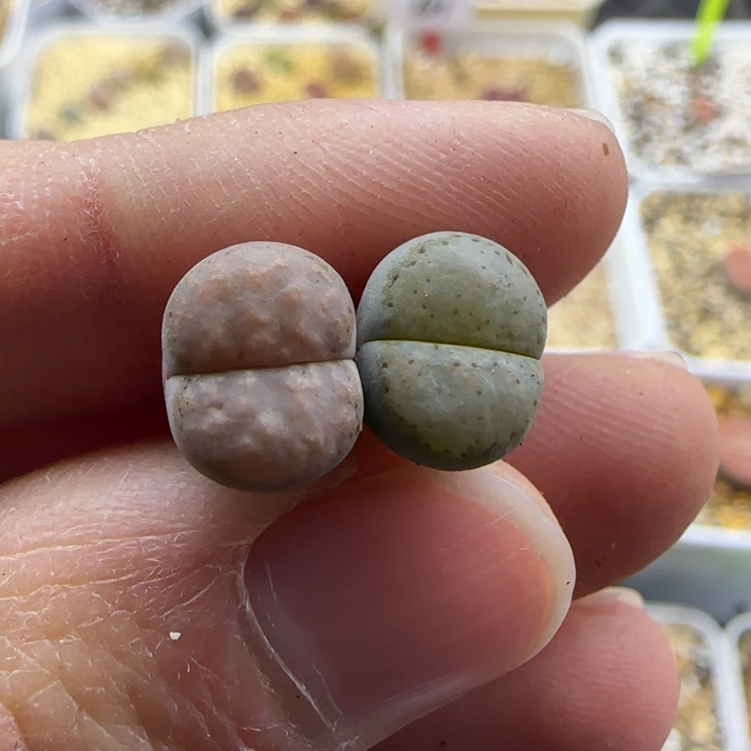 833 开播福利一组饼干清框福利30包邮