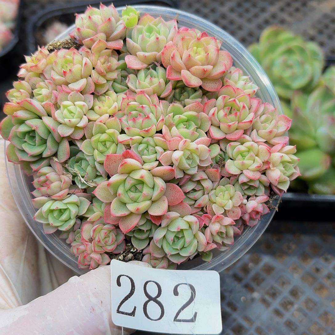 多肉植物多肉植物282