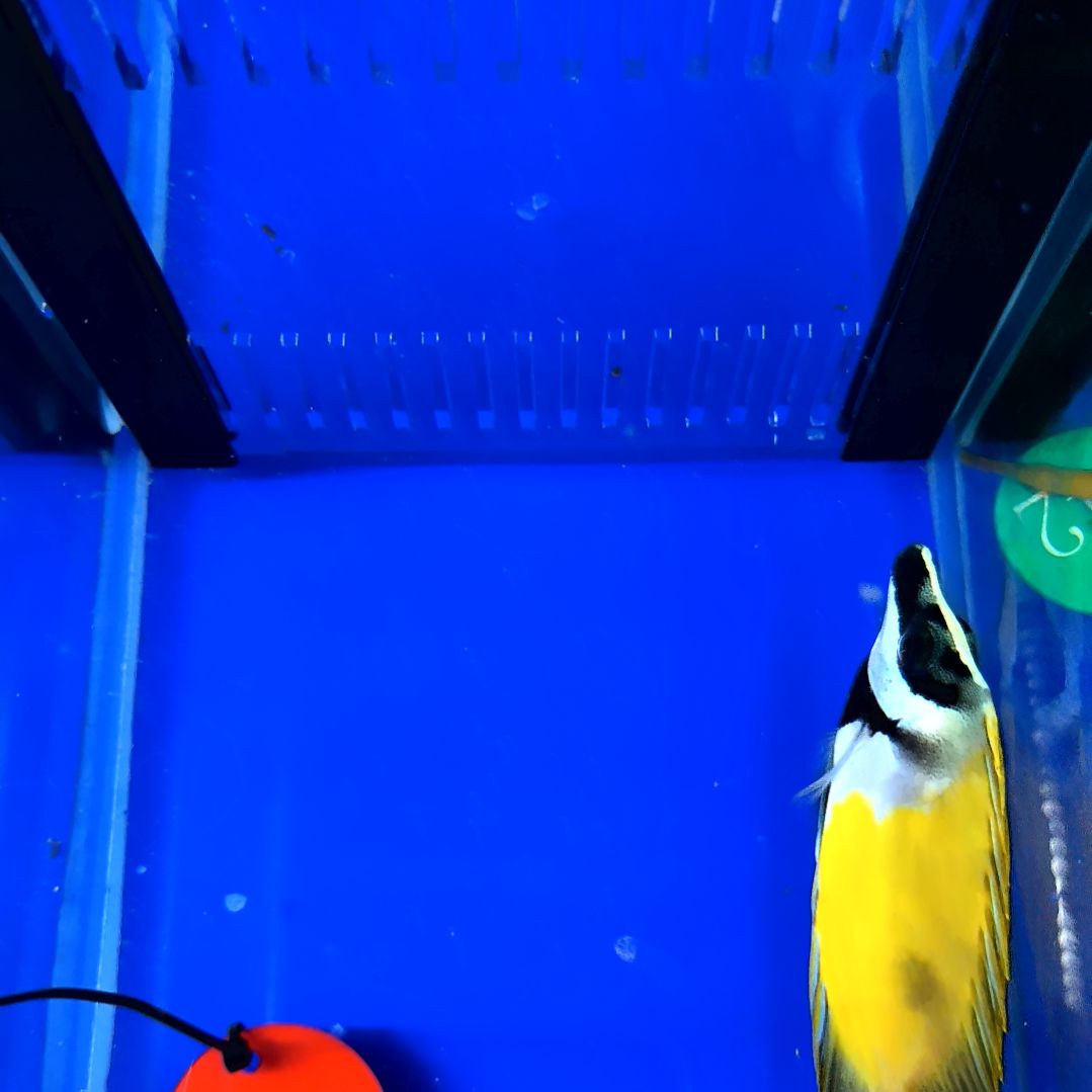 海水鱼黄狐狸11+/2-12-185