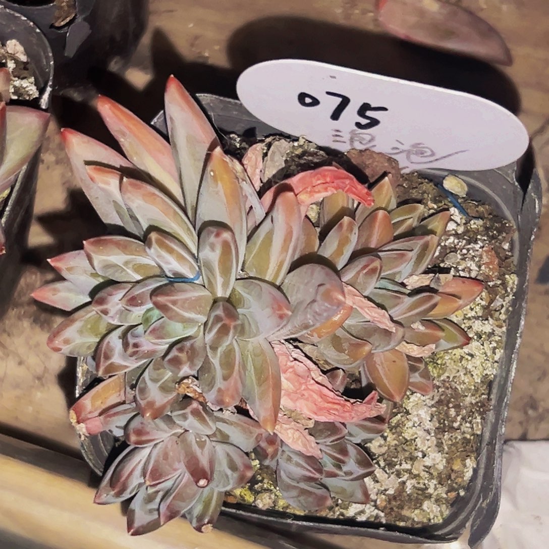 桔云多肉美人精品系列