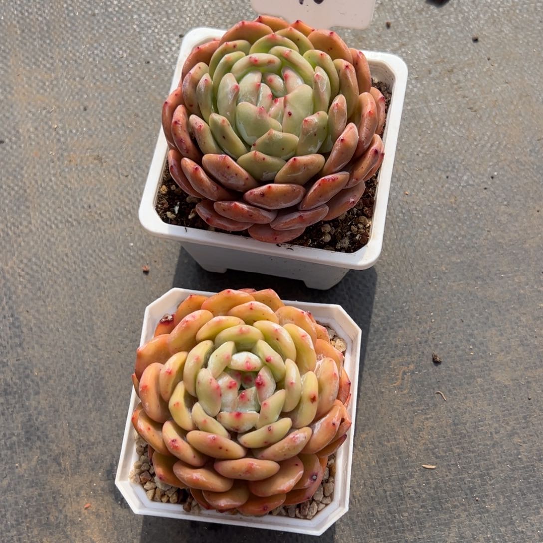 姣****囍10号橙梦露2颗一物一拍