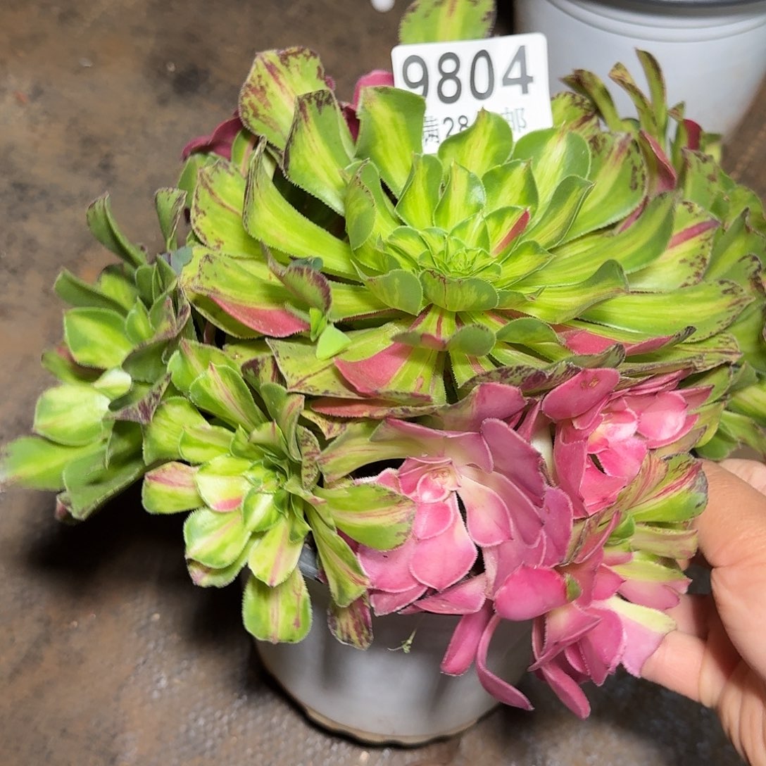 804 知否多肉植物法师有瑕疵不售后