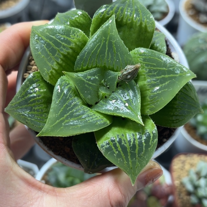 母本武寿多肉植物