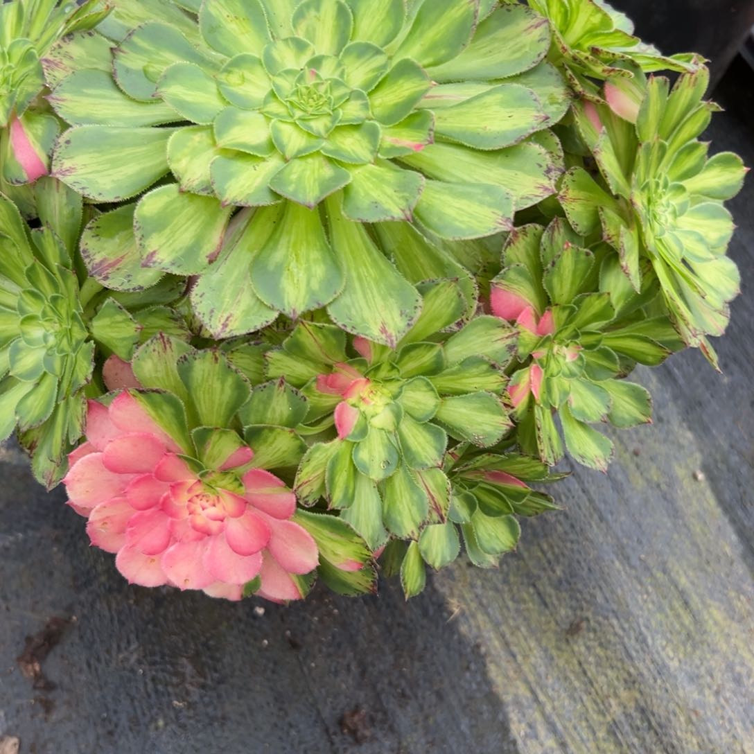 7727知否多肉多肉多肉