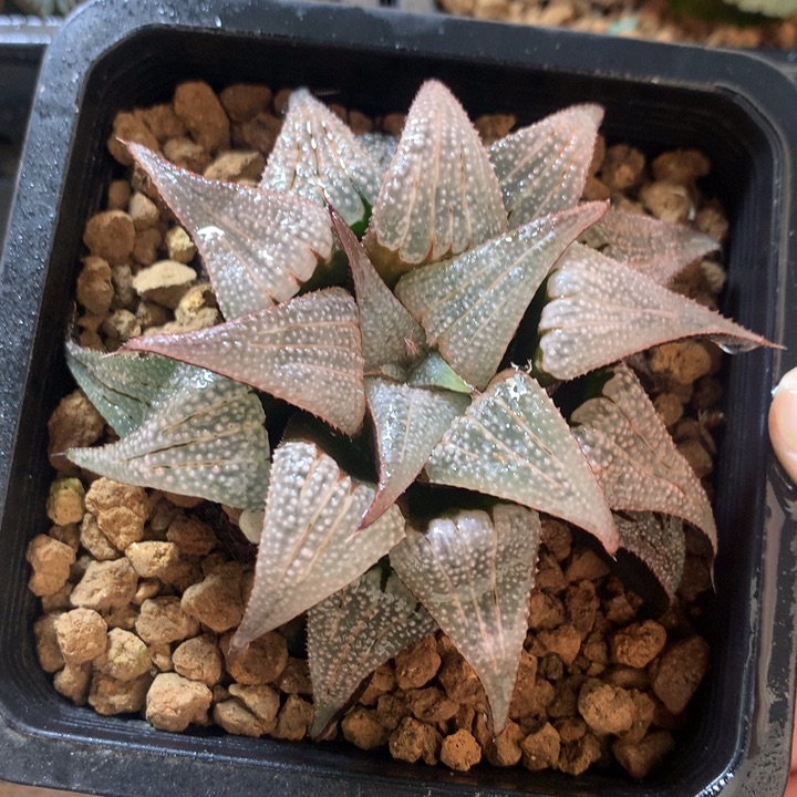 铝之星一物一拍带盆