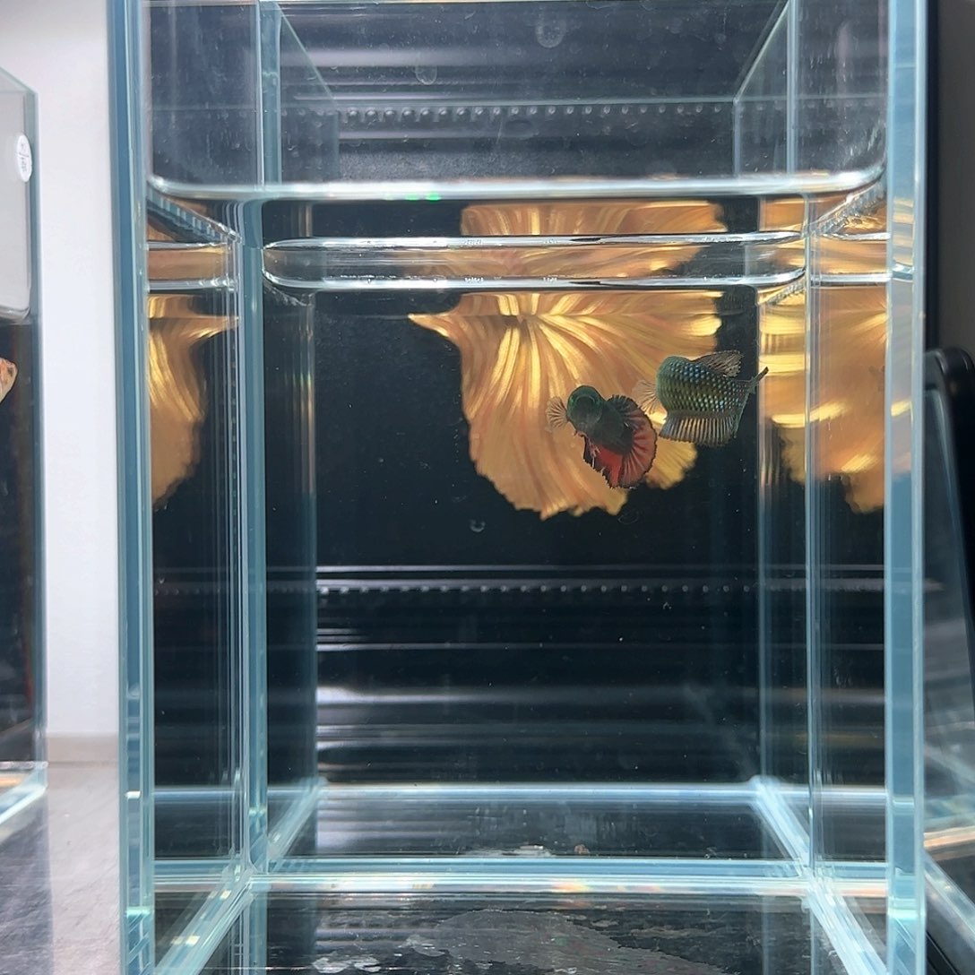 斗鱼活体观赏鱼好养耐活