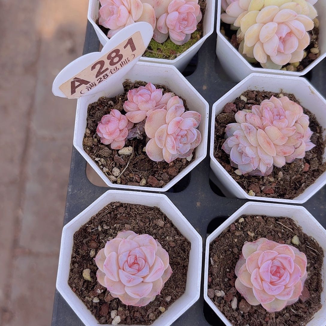 A281糖心一物一拍