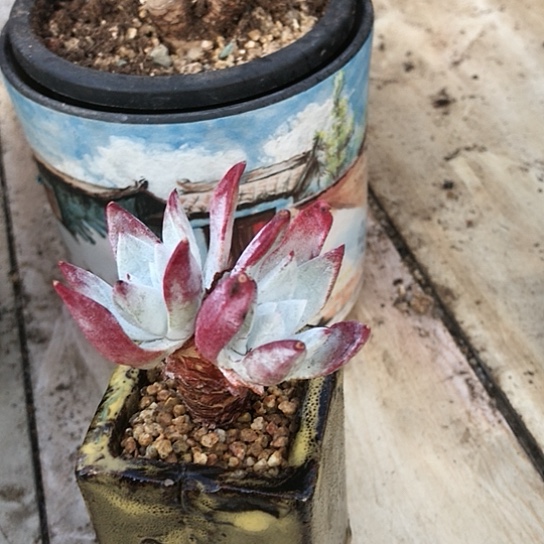 韩货刘丹仙女棒仙女棒